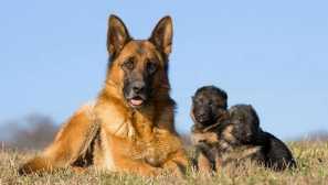 Kako brinuti i zadržati njemački ovčar?